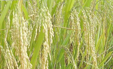 混种策略， 绿意梗长