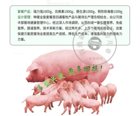 母猪高效繁殖管理技术