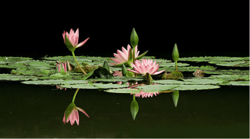 种子小秘密，你知道吗？