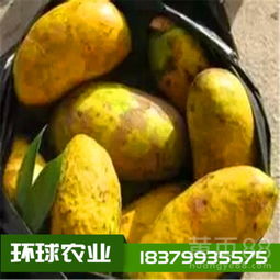 红毛丹高效栽培指南：视频教程，助您轻松种植！