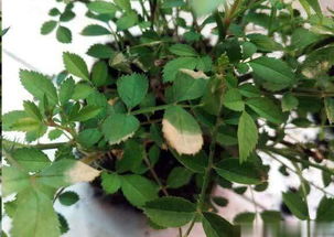 月季的理想温度：夏季也要保持凉爽