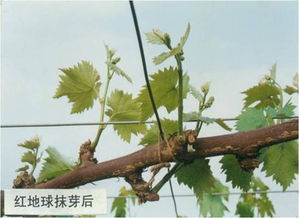 生物防治