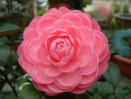 种子种植小窍门