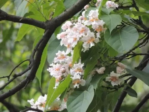 银合欢：速生固沙树