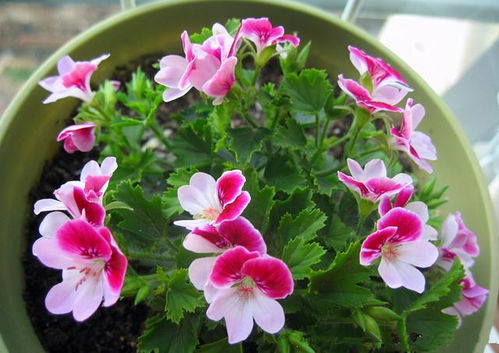 认识适合八月份养的植物