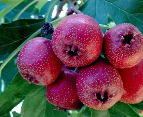 在家种植， 方法简单易学