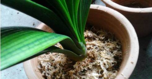 植物烂根后的紧急处理：先生根粉还是多菌灵？