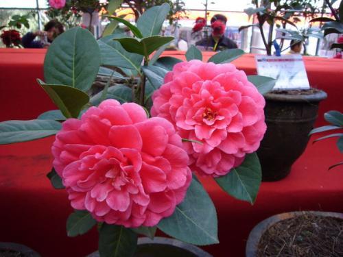 第三章：施肥妙招，延长花期