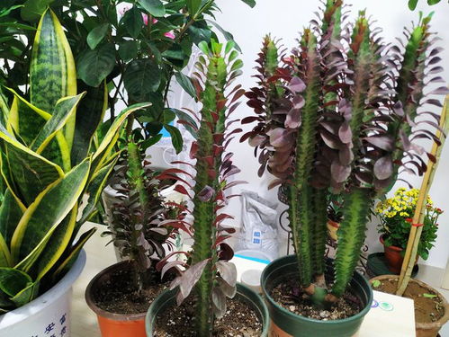 龙骨植物是否适合进行扦插繁殖，以及其根茎是否适用于插秧种植