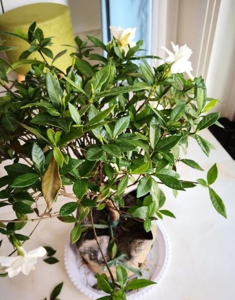 栀子花枝插活技巧，教你一招