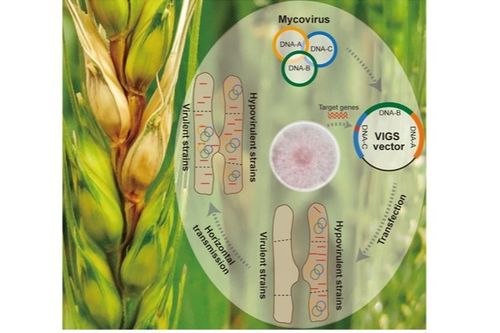 防治小麦赤霉病