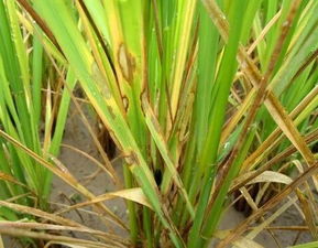 农民朋友们要注意