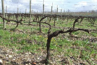 葡萄藤？是意思？把露在外面的用一些稻草包起来就行了。