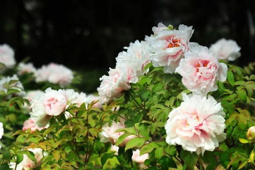 牡丹花色泽艳丽，花瓣层层叠叠