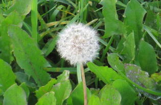 蒲公英种植时如何进行合理的栽培管理以促进其生长和繁殖？