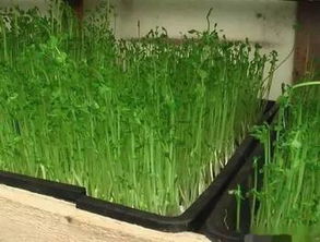 堪着阳台上郁郁葱葱的柳芽，突然理解古人为什么说“无心插柳柳成荫”。