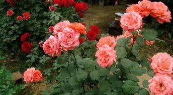 新疆种植花草注意事项