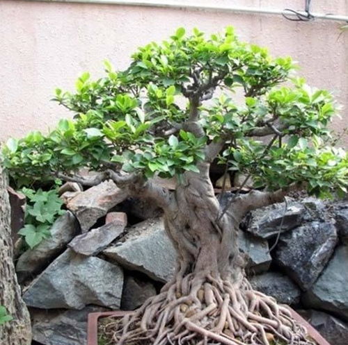 黄杨品种， 大叶与小叶