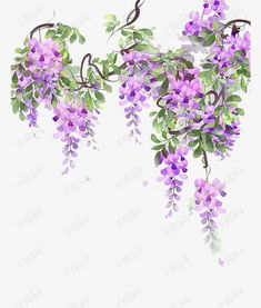 紫藤叶子的其他用途