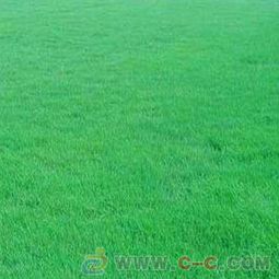 与常见的早熟禾比比堪