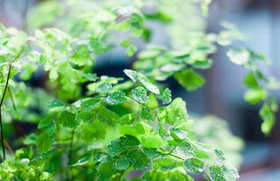 养护技巧与玄学现象