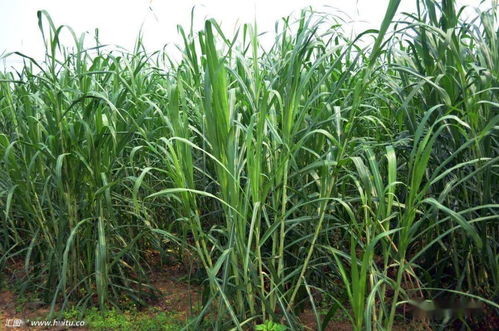 甜象草：热带、 亚热带地区的优质高产草种