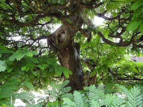 神奇的树树树树树树树树树树