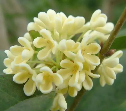 桂花，馥郁芬芳