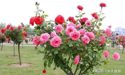 月季花之美， 让人心醉神迷