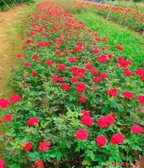 红帽月季株高价格分析， 选购攻略大揭秘