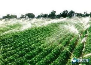 政策利好， 种蓖麻正是时候