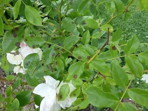 月季红蜘蛛， 让人头疼的小东西