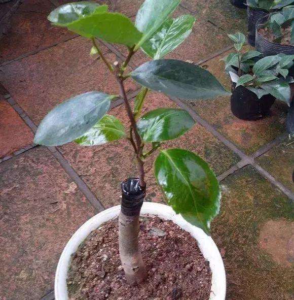 茶花嫁接月季花能否存活多年并开花结果