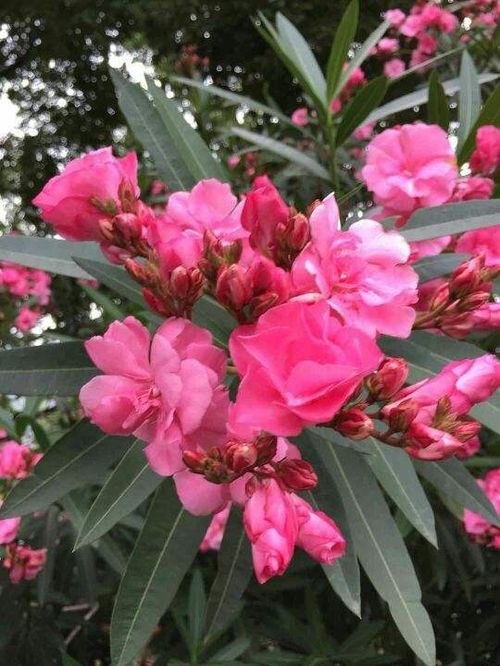 家里养百合花，真的有毒吗