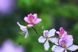 花卉枯萎的常见原因