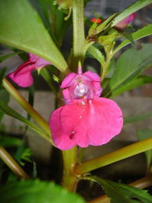 肥力充足花期长