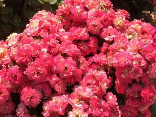 花卉的魅力无穷