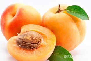 杏子成熟季是哪几个月份？甜度能达到巅峰吗