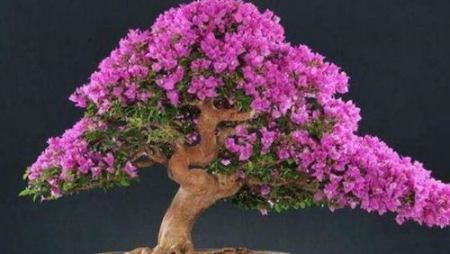 第二点：剪枝摘叶， 逼它开花