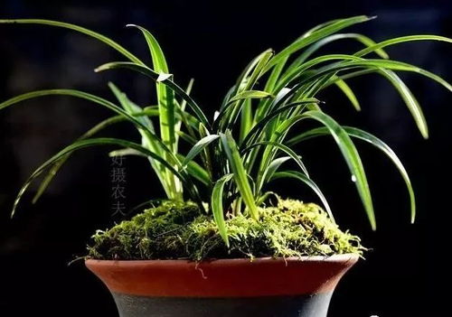 兰花消毒方法详解