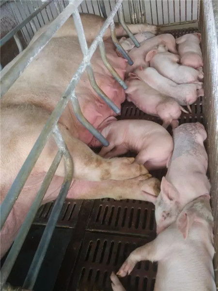 优化母猪采食策略，提升产仔量、初生重