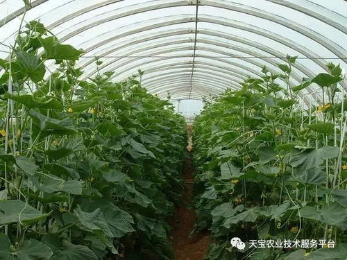 大棚里的玫瑰， 四季花开的秘密