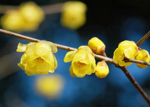 素心腊梅与虎蹄腊梅：不一样的美丽，哪个梗香呢？