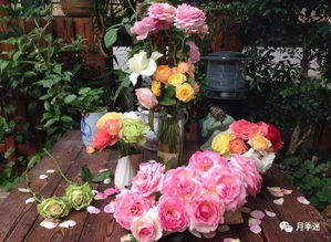 修剪与换盆的技巧