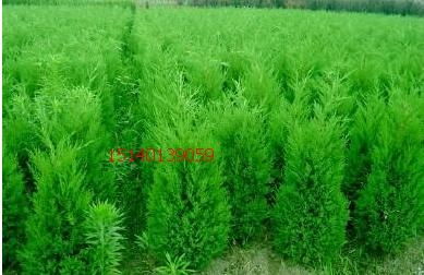 柏树生长之谜：30公分圆柏与4.5米桧柏的岁月故事