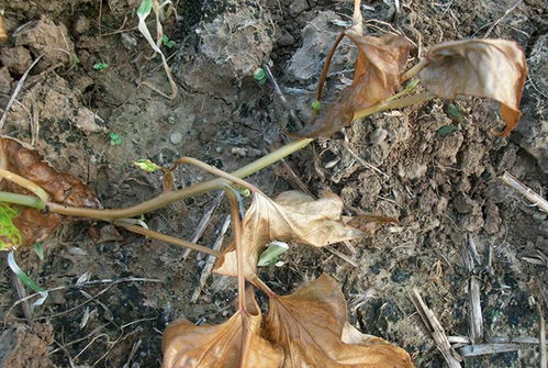 百草枯， 除草利器