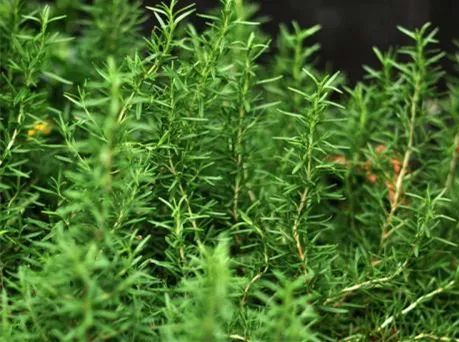 迷迭香香草植物有哪些功效？家庭种植需要注意哪些技巧