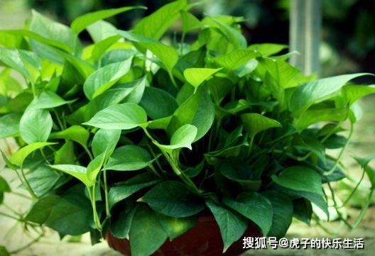 绿萝香气揭秘：如何用文字捕捉其独特魅力？