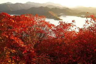 红叶乌桕、 黄栌、五角枫：秋天的色彩大军