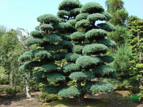 五针松种子发芽的温度之谜